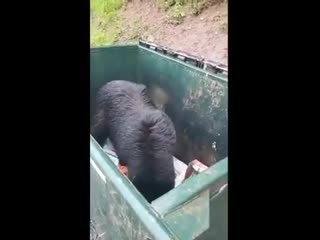 what a cute cat in the trash... ah, it's not a cat.