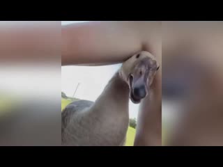 goose for a piece of tit 720p